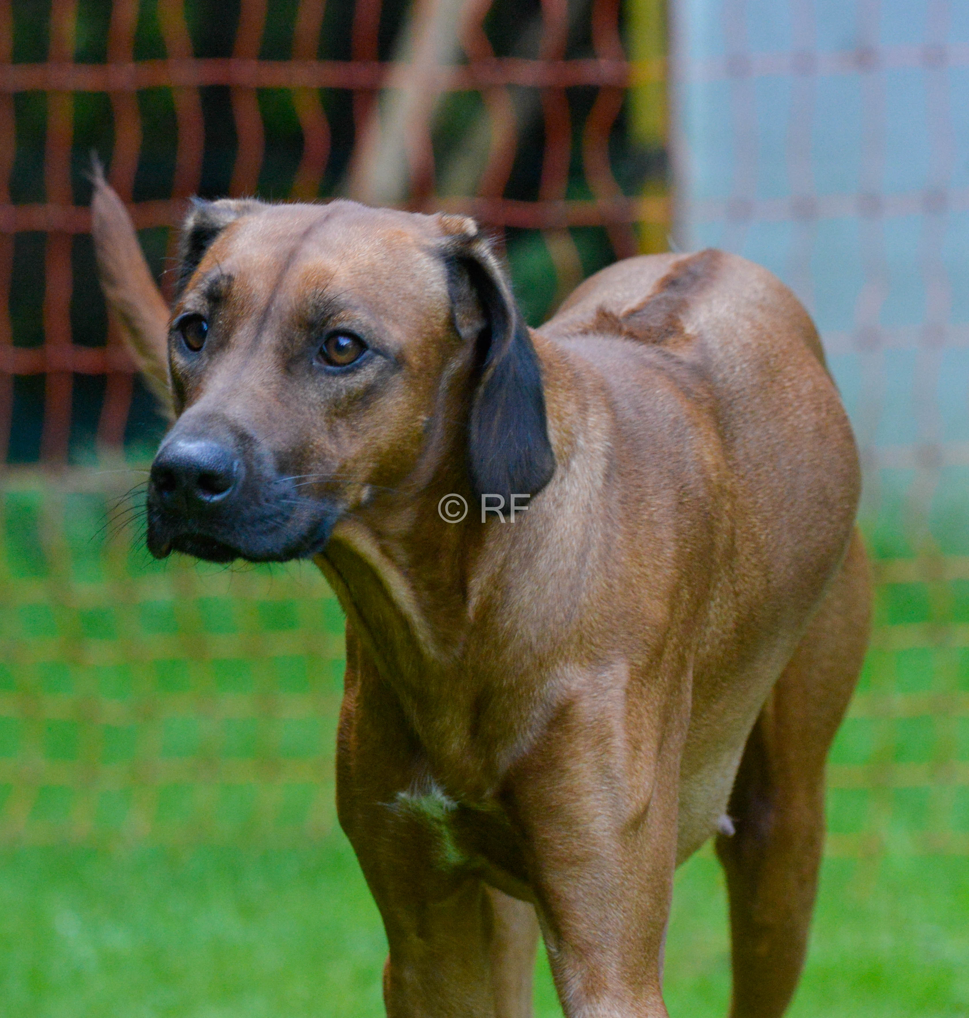 https://www.moorriemer-futterdiele.de - Rhodesian Ridgeback